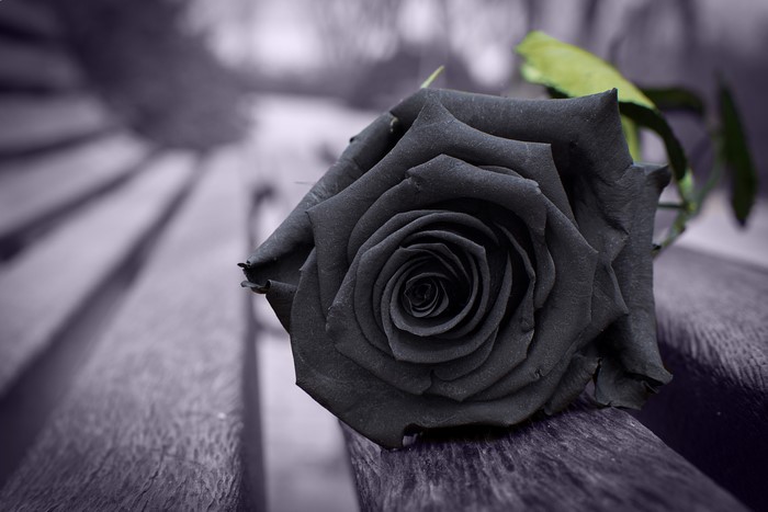 Black rose on a wooden bench
