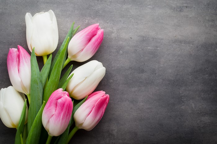 Pink and white tulips on a dark background