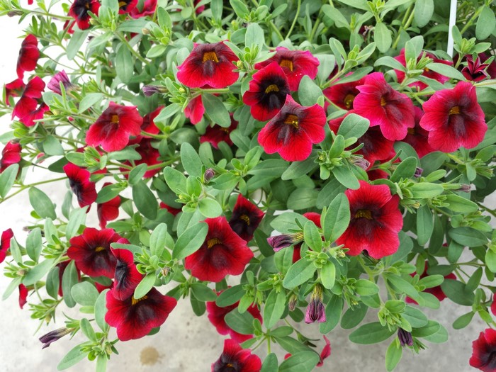 Red Petunias with Dark Centers