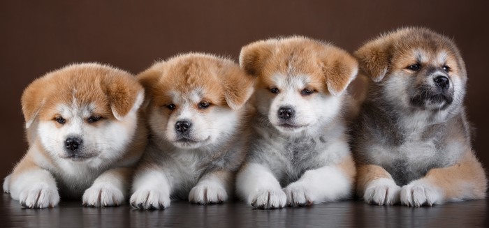 Four Akita Puppies Lying Down