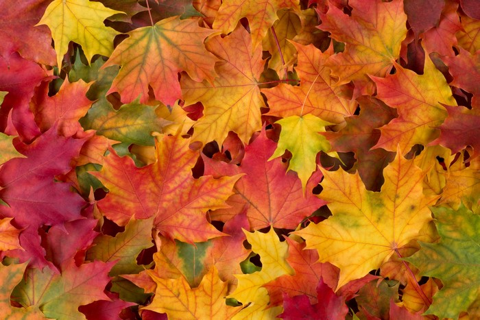 Autumn Maple Leaves Texture