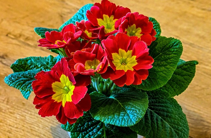 Red Primula flowers with yellow centers on a wooden surface