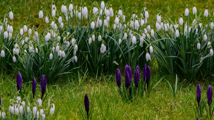 Purple crocuses and white snowdrops with water drops