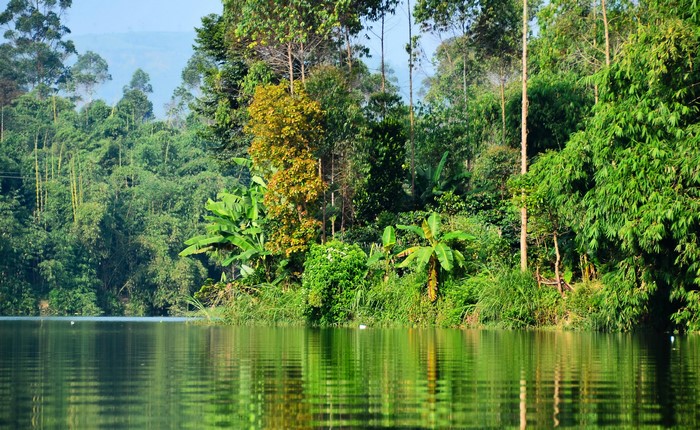 Tropical forest with a lake in Pangalengan, West Java