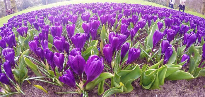 4K Crocuses Many Closeup Violet