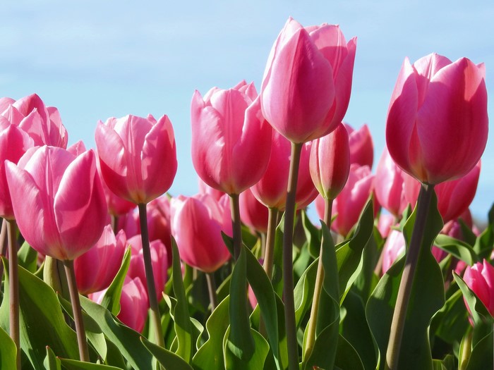 Pink Tulips in Bloom