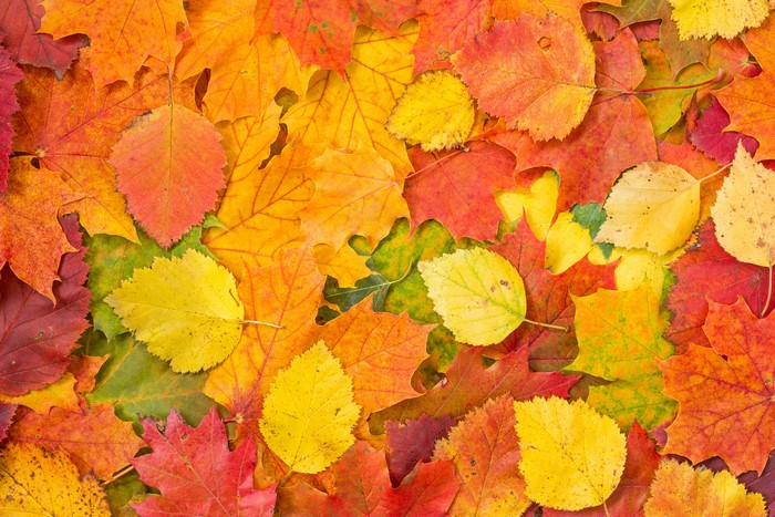 4K Autumn Foliage