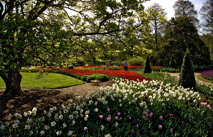 Longwood Gardens with Daffodils and Tulips in Spring
