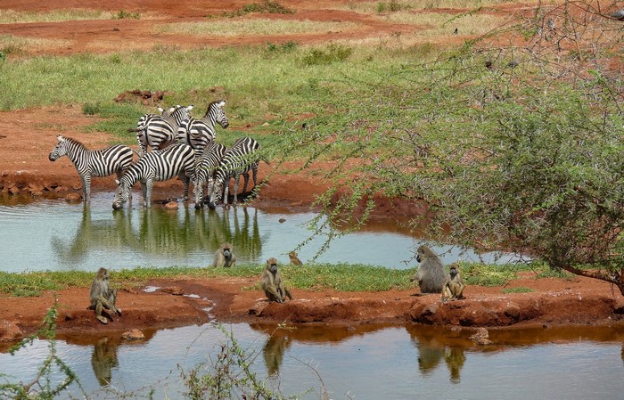 Zebras and baboons drinking water near a tree