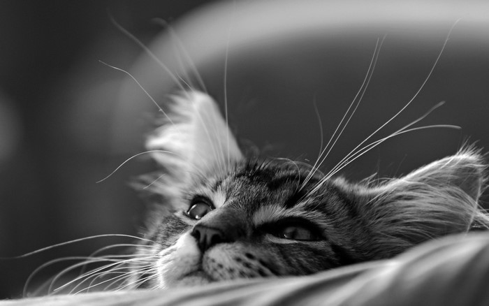 Black and white close-up of a cat's face