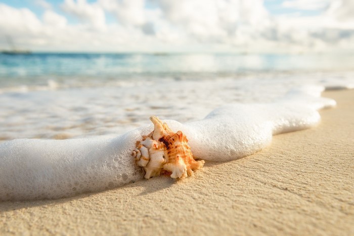 Seashell on a sandy beach with ocean waves