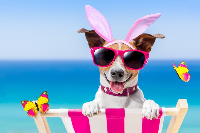 Jack Russell terrier with bunny ears and sunglasses on a sunlounger