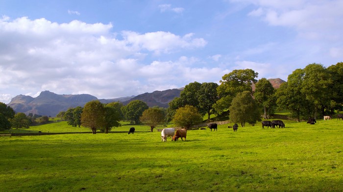 Cows grazing in Elterwater, England grasslands with trees and hills