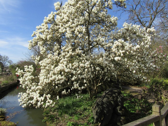 Magnolia tree in bloom at Wisley Gardens, United Kingdom
