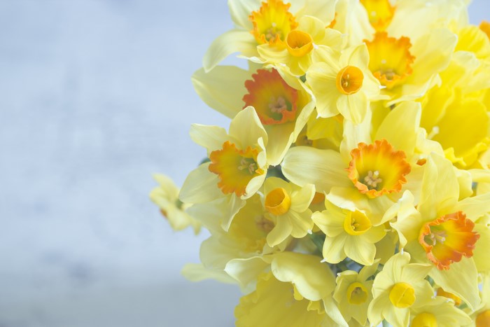 Yellow Daffodils with Orange Centers