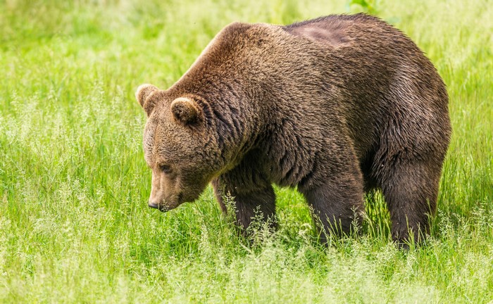 Brown bear walking in tall green grass