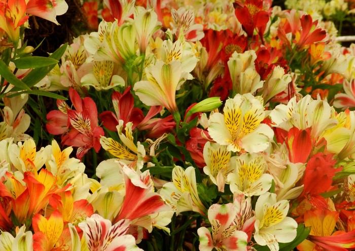 A bouquet of colorful Alstroemeria flowers