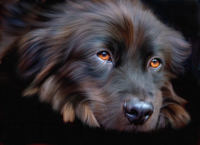 Closeup of a brown dog's face