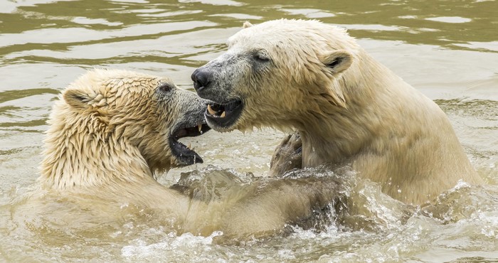Two polar bears playing in water
