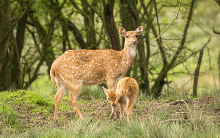 Spotted Deer Doe and Fawn in Forest