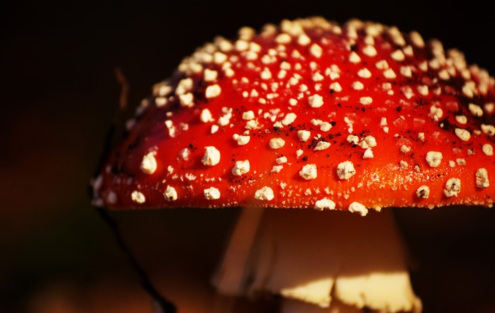 Amanita Mushroom Macro Closeup