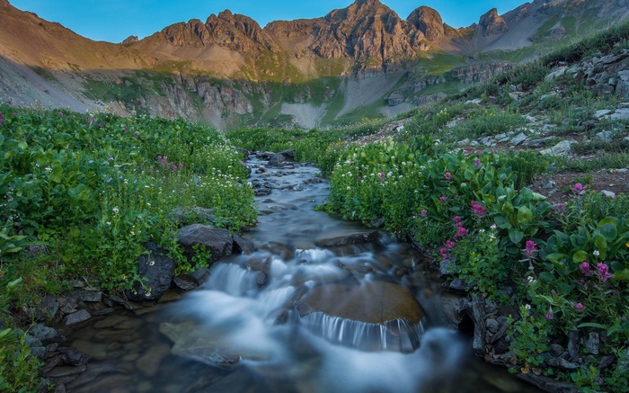 Mountain stream flowing through a meadow with wildflowers