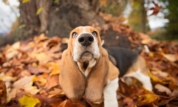 Basset Hound dog in autumn leaves