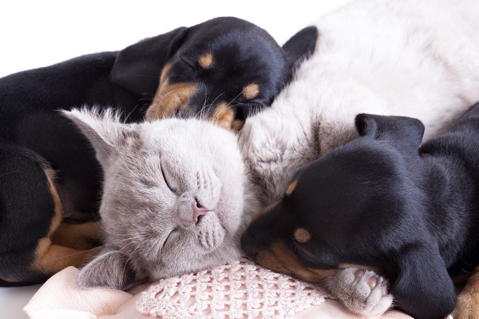 Three puppies and a kitten sleeping