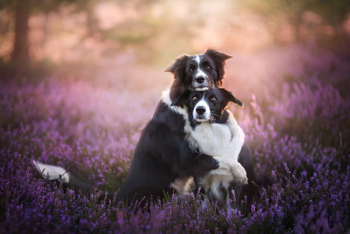 Two Border Collies hugging in a field of lavender