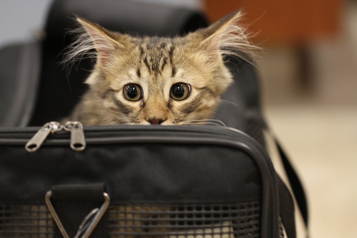 Kitten peeking from a carrier