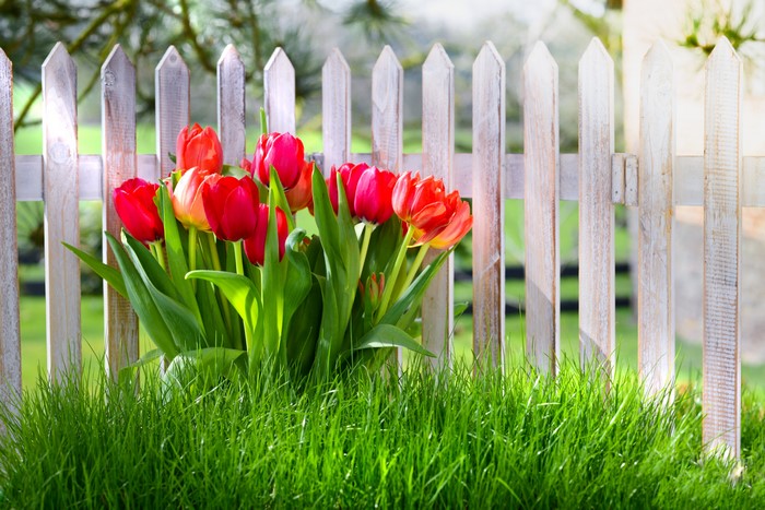 Red Tulips in front of a White Picket Fence