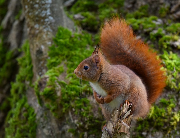 Red Squirrel on a mossy tree trunk