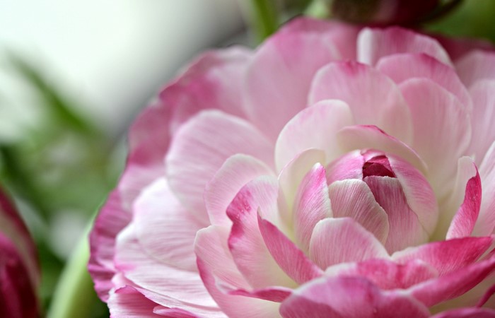 Macro closeup of pink and white Ranunculus petals