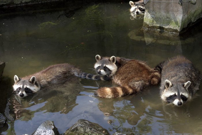 Four Raccoons in Water