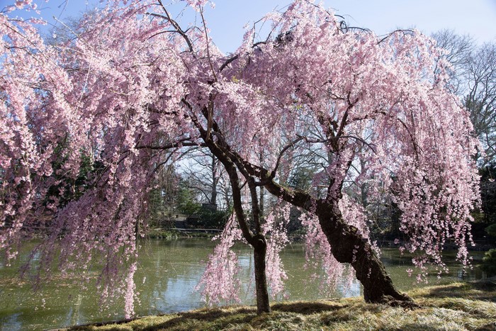 Weeping Cherry Tree in Bloom by Pond at Brooklyn Botanical Garden
