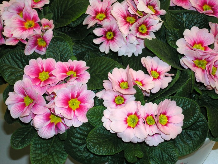 Pink Primula flowers with green leaves