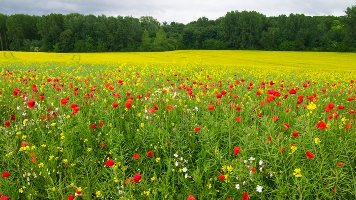 Field of Poppies and Rapeseed in Summer