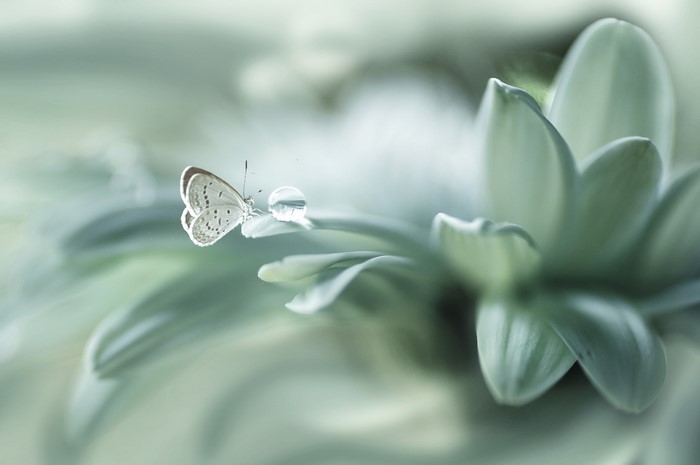 Butterfly on a leaf with a water droplet