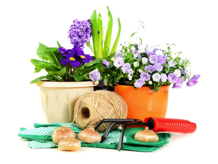 Hyacinths and Primula flowers with gardening tools