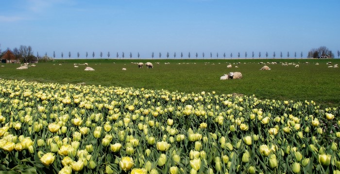 Yellow tulips field with sheep grazing in Beemster, Netherlands