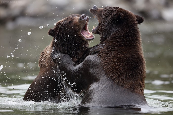 Two brown bears fighting in water