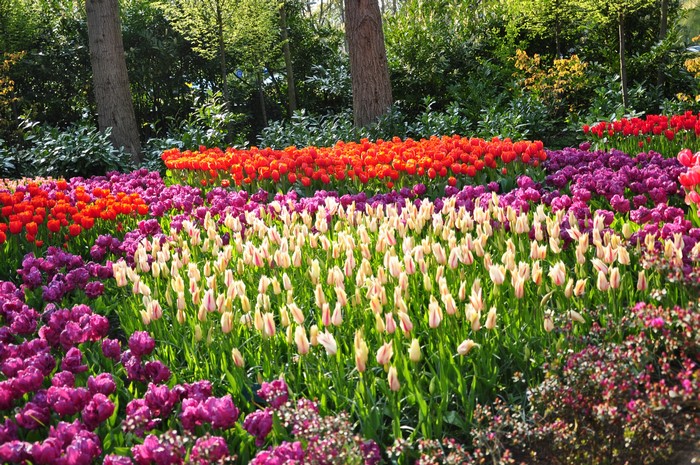 Keukenhof Gardens with Rows of Colorful Tulips