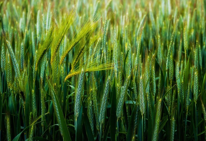 Close-up of green wheat ears in a field