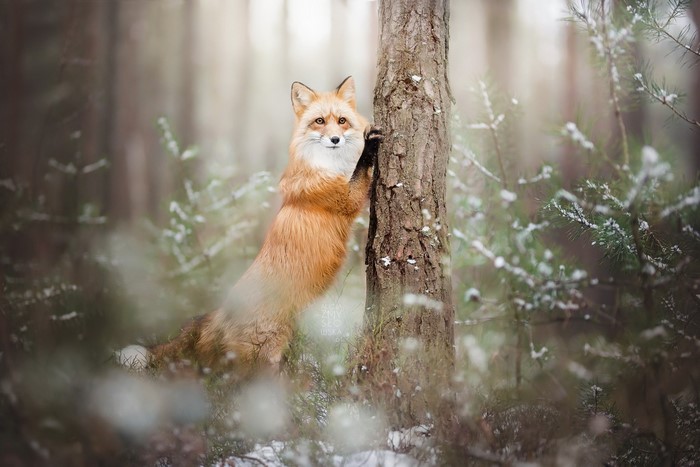Red fox climbing a tree in a snowy forest