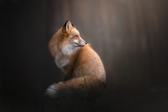 Red Fox sitting in a dark forest