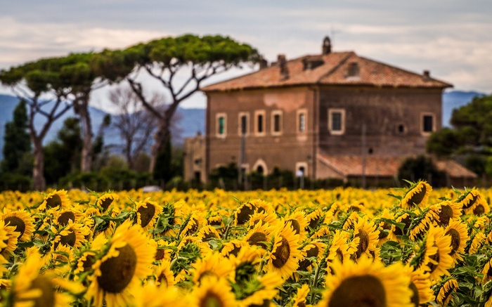 Field of sunflowers with a building and trees