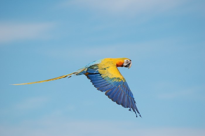 Blue-and-yellow macaw in flight against a blue sky