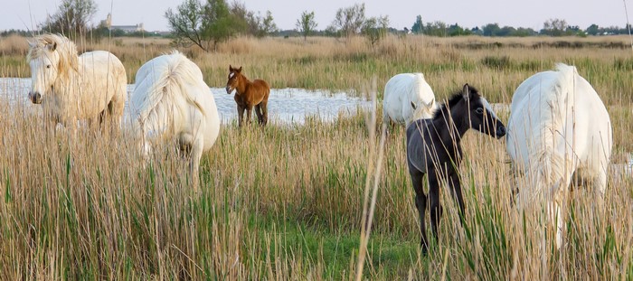 Horses and foals in a marshy field