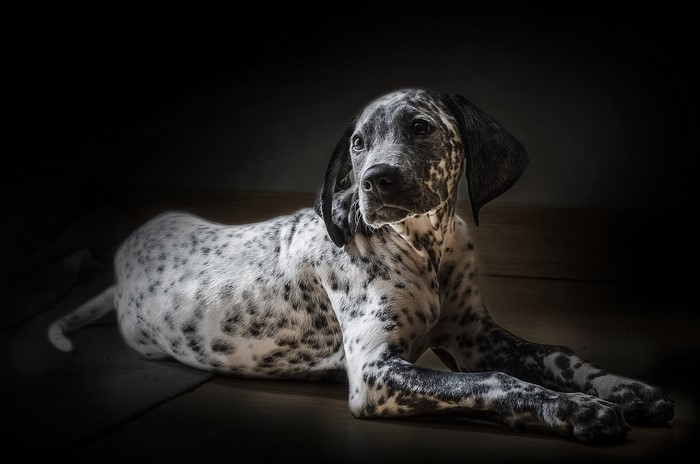 Dalmatian puppy lying down