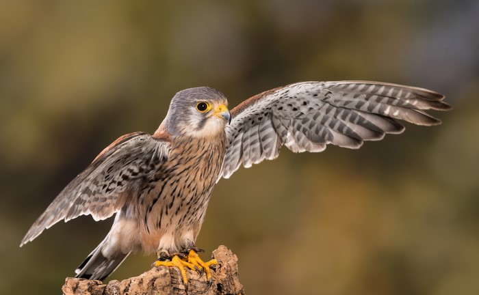 Kestrel bird with wings spread